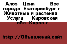 Алоэ › Цена ­ 150 - Все города, Екатеринбург г. Животные и растения » Услуги   . Кировская обл.,Киров г.